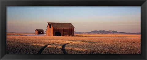 Framed Barn in a field, Hobson, Montana, USA Print