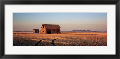 Framed Barn in a field, Hobson, Montana, USA Print