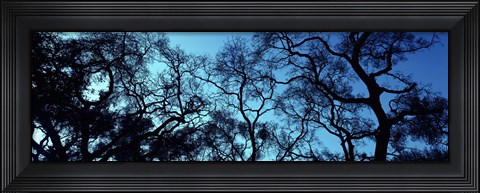 Framed Silhouette of an Oak tree, Oakland, California, USA Print