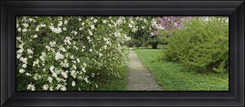 Framed Path In A Park, Richmond, Virginia, USA Print