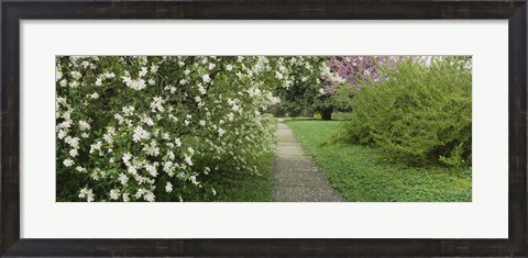 Framed Path In A Park, Richmond, Virginia, USA Print