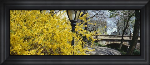 Framed Forsythia in bloom, Central Park, Manhattan, New York City, New York State, USA Print