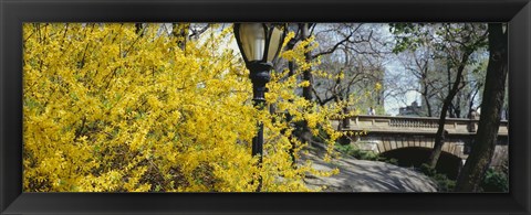 Framed Forsythia in bloom, Central Park, Manhattan, New York City, New York State, USA Print