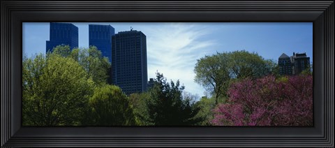 Framed Low angle view of skyscrapers viewed from a park, Central Park, Manhattan, New York City, New York State, USA Print