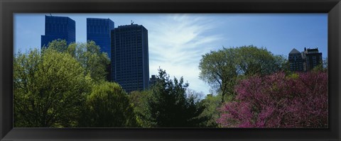 Framed Low angle view of skyscrapers viewed from a park, Central Park, Manhattan, New York City, New York State, USA Print