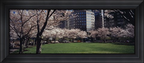 Framed White flowering trees in a park, Central Park, Manhattan, New York City, New York State, USA Print