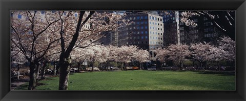 Framed White flowering trees in a park, Central Park, Manhattan, New York City, New York State, USA Print