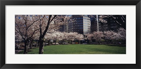 Framed White flowering trees in a park, Central Park, Manhattan, New York City, New York State, USA Print
