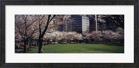 Framed White flowering trees in a park, Central Park, Manhattan, New York City, New York State, USA Print