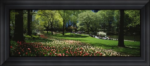 Framed Flowers in a park, Central Park, Manhattan, New York City, New York State, USA Print