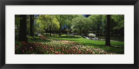 Framed Flowers in a park, Central Park, Manhattan, New York City, New York State, USA Print