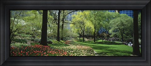 Framed Red and white tulips around trees, Central Park, Manhattan, New York City, New York State, USA Print