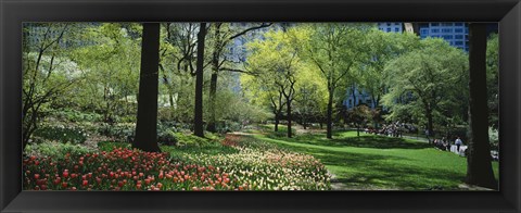 Framed Red and white tulips around trees, Central Park, Manhattan, New York City, New York State, USA Print