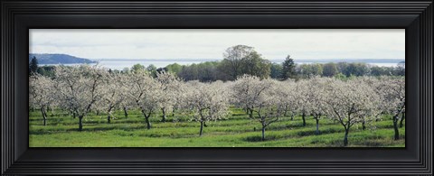 Framed Cherry trees in an orchard, Mission Peninsula, Traverse City, Michigan, USA Print