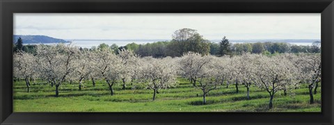 Framed Cherry trees in an orchard, Mission Peninsula, Traverse City, Michigan, USA Print