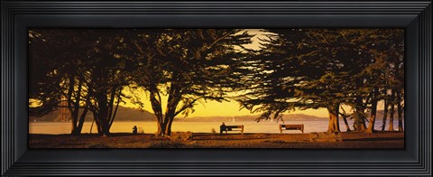 Framed Trees In A Field, Crissy Field, San Francisco, California, USA Print