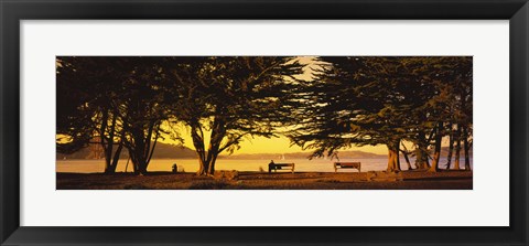 Framed Trees In A Field, Crissy Field, San Francisco, California, USA Print