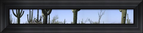 Framed Mid section view of cactus, Saguaro National Park, Tucson, Arizona, USA Print