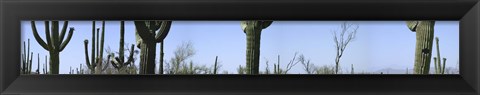 Framed Mid section view of cactus, Saguaro National Park, Tucson, Arizona, USA Print