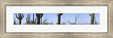 Framed Mid section view of cactus, Saguaro National Park, Tucson, Arizona, USA Print
