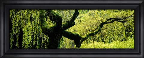 Framed Moss growing on the trunk of a Weeping Willow tree, Japanese Garden, Washington Park, Portland, Oregon, USA Print