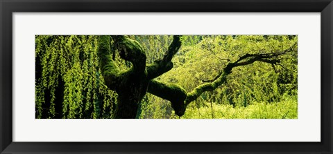 Framed Moss growing on the trunk of a Weeping Willow tree, Japanese Garden, Washington Park, Portland, Oregon, USA Print