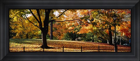 Framed Trees in a forest, Central Park, Manhattan, New York City, New York, USA Print