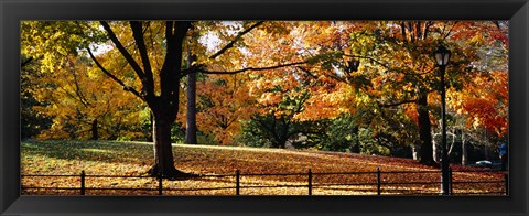 Framed Trees in a forest, Central Park, Manhattan, New York City, New York, USA Print