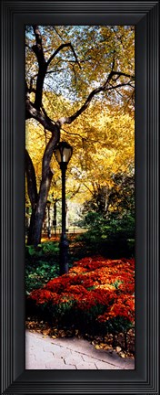 Framed Lamppost in a park, Central Park, Manhattan, New York City, New York, USA Print