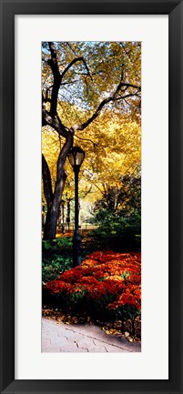 Framed Lamppost in a park, Central Park, Manhattan, New York City, New York, USA Print