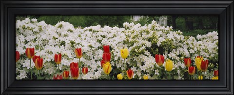 Framed Flowers in a garden, Sherwood Gardens, Baltimore, Maryland, USA Print