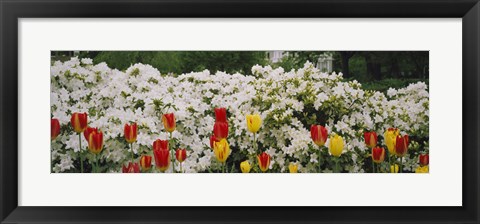 Framed Flowers in a garden, Sherwood Gardens, Baltimore, Maryland, USA Print