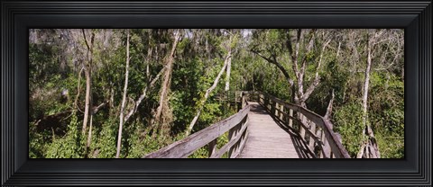 Framed Boardwalk passing through a forest, Lettuce Lake Park, Tampa, Hillsborough County, Florida, USA Print