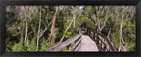 Framed Boardwalk passing through a forest, Lettuce Lake Park, Tampa, Hillsborough County, Florida, USA Print