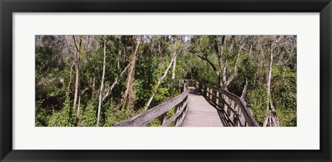 Framed Boardwalk passing through a forest, Lettuce Lake Park, Tampa, Hillsborough County, Florida, USA Print