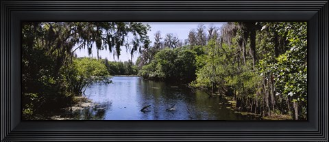 Framed River passing through a forest, Hillsborough River, Lettuce Lake Park, Tampa, Hillsborough County, Florida, USA Print