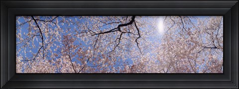 Framed Low angle view of Cherry Blossom trees, Washington DC, USA Print