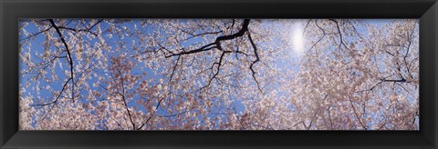 Framed Low angle view of Cherry Blossom trees, Washington DC, USA Print