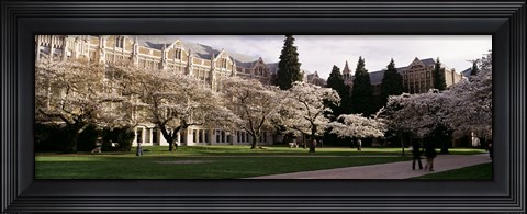 Framed University of Washington, Seattle, King County, Washington State Print