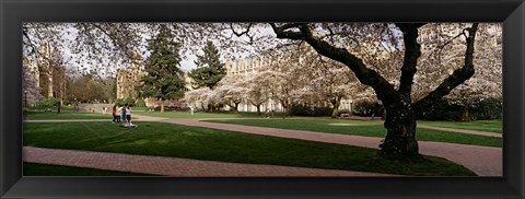 Framed Cherry trees in the quad of a university, University of Washington, Seattle, Washington State Print