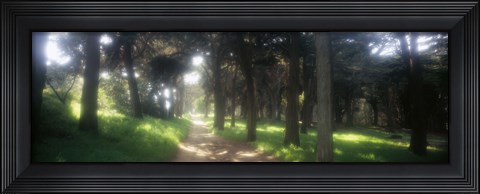 Framed Footpath passing through a park, The Presidio, San Francisco, California, USA Print