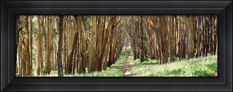 Framed Walkway passing through a forest, The Presidio, San Francisco, California, USA Print