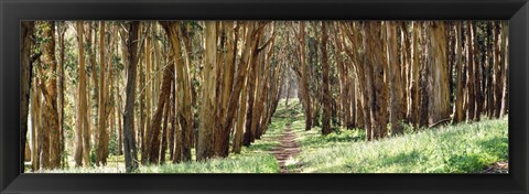 Framed Walkway passing through a forest, The Presidio, San Francisco, California, USA Print