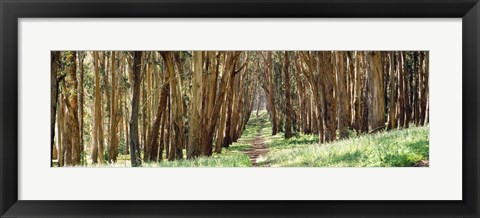 Framed Walkway passing through a forest, The Presidio, San Francisco, California, USA Print