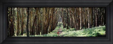 Framed Woman walking on a path in a park, The Presidio, San Francisco, California, USA Print