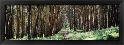Framed Woman walking on a path in a park, The Presidio, San Francisco, California, USA Print
