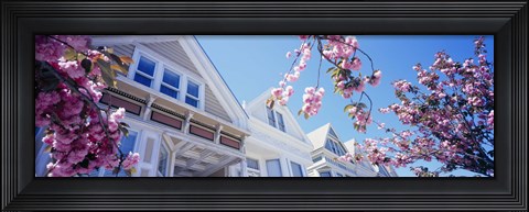 Framed Low angle view of Cherry Blossom flowers in front of buildings, San Francisco, California, USA Print