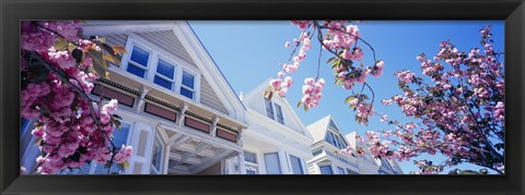 Framed Low angle view of Cherry Blossom flowers in front of buildings, San Francisco, California, USA Print