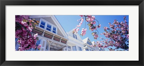 Framed Low angle view of Cherry Blossom flowers in front of buildings, San Francisco, California, USA Print