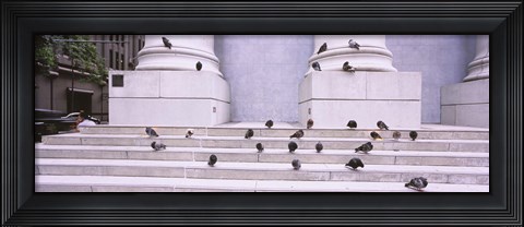 Framed Flock of pigeons on steps, San Francisco, California, USA Print